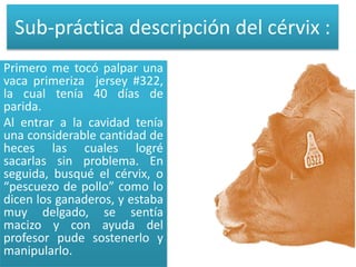 Sub-práctica descripción del cérvix : 
Primero me tocó palpar una 
vaca primeriza jersey #322, 
la cual tenía 40 días de 
parida. 
Al entrar a la cavidad tenía 
una considerable cantidad de 
heces las cuales logré 
sacarlas sin problema. En 
seguida, busqué el cérvix, o 
“pescuezo de pollo” como lo 
dicen los ganaderos, y estaba 
muy delgado, se sentía 
macizo y con ayuda del 
profesor pude sostenerlo y 
manipularlo. 
 