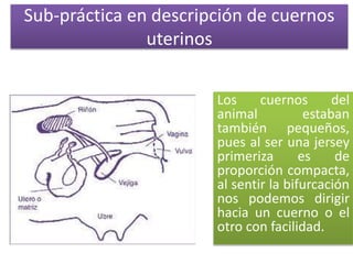 Sub-práctica en descripción de cuernos 
uterinos 
Los cuernos del 
animal estaban 
también pequeños, 
pues al ser una jersey 
primeriza es de 
proporción compacta, 
al sentir la bifurcación 
nos podemos dirigir 
hacia un cuerno o el 
otro con facilidad. 
 
