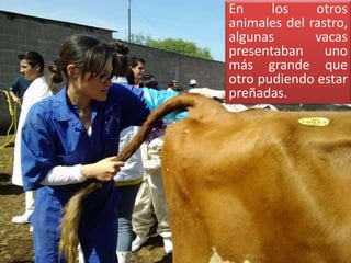 En los otros 
animales del rastro, 
algunas vacas 
presentaban uno 
más grande que 
otro pudiendo estar 
preñadas. 
 