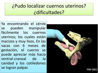 ¿Pudo localizar cuernos uterinos? 
¿dificultades? 
Ya encontrando el cérvix 
se pueden manipular 
fácilmente los cuernos 
uterinos; los cuales están 
macizos y muy lisos. En las 
vacas con 6 meses de 
gestación, el cuerno se 
puede apreciar más hacia 
ventral-craneal de la 
cavidad y los cotiledones 
se logran palpar. 
 