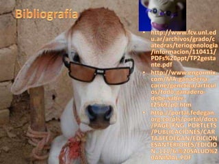 Palpación de un bovino