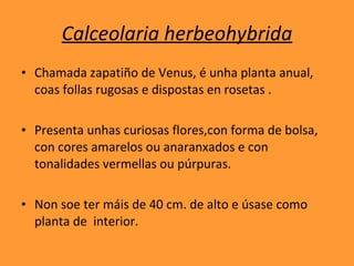 Calceolaria herbeohybrida Chamada zapatiño de Venus, é unha planta anual, coas follas rugosas e dispostas en rosetas . Presenta unhas curiosas flores,con forma de bolsa, con cores amarelos ou anaranxados e con tonalidades vermellas ou púrpuras. Non soe ter máis de 40 cm. de alto e úsase como planta de  interior.  