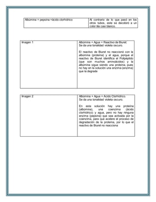 Albúmina + pepsina +ácido clorhídrico Al contrario de lo que pasó en los 
otros tubos, este se decoloró a un 
color lila casi blanco. 
Imagen 1 Albúmina + Agua + Reactivo de Biuret: 
Se da una tonalidad violeta oscuro. 
El reactivo de Biuret no reaccionó con la 
albúmina (proteína) y el agua, porque el 
reactivo de Biuret identifica el Polipéptido 
(que son muchos aminoácidos) y la 
albúmina sigue siendo una proteína, pues 
no hay en la solución una enzima (enzima) 
que la degrade 
Imagen 2 Albúmina + Agua + Ácido Clorhídrico. 
Se da una tonalidad violeta oscuro. 
En esta solución hay una proteína 
(albúmina), una coenzima (ácido 
clorhídrico) y agua, pero no hay ninguna 
enzima (pepsina) que sea activada por la 
coenzima, para que acelere el proceso de 
degradación de la proteína, por lo que el 
reactivo de Biuret no reacciona 
 