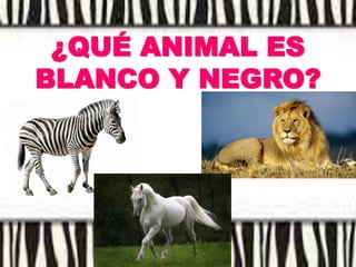 ¿QUÉ ANIMAL ES
BLANCO Y NEGRO?
 