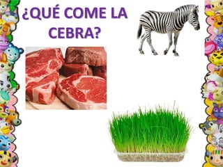 ¿QUÉ COME LA
CEBRA?
 