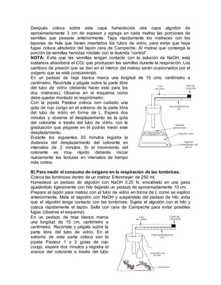 Después coloca sobre esta capa humedecida otra capa algodón de
aproximadamente 3 cm de espesor y agrega en cada matraz las porciones de
semillas que pesaste anteriormente. Tapa rápidamente los matraces con los
tapones de hule que tienen insertados los tubos de vidrio, para evitar que haya
fugas coloca alrededor del tapón cera de Campeche. Al matraz que contenga la
porción de semillas hervidas rotúlalo con la leyenda “control”.
NOTA: Evita que las semillas tengan contacto con la solución de NaOH, esta
sustancia absorberá el CO2 que produzcan las semillas durante la respiración. Los
cambios de presión que se den en el interior del matraz serán ocasionados por el
oxígeno que se está consumiendo.
En un pedazo de hoja blanca marca una longitud de 15 cms, centímetro a
centímetro. Recórtala y pégala sobre la parte libre
del tubo de vidrio (deberás hacer esto para los
dos matraces). Observa en el esquema como
debe quedar montado el respirómetro.
Con la pipeta Pasteur coloca con cuidado una
gota de rojo congo en el extremo de la parte libre
del tubo de vidrio en forma de L. Espera dos
minutos y observa el desplazamiento de la gota
del colorante a través del tubo de vidrio, con la
graduación que pegaste en él podrás medir este
desplazamiento.
Durante los siguientes 20 minutos registra la
distancia del desplazamiento del colorante en
intervalos de 2 minutos. Si el movimiento del
colorante es muy rápido deberás iniciar
nuevamente las lecturas en intervalos de tiempo
más cortos.
B) Para medir el consumo de oxígeno en la respiración de las lombrices.
Coloca las lombrices dentro de un matraz Erlenmeyer de 250 ml.
Humedece un pedazo de algodón con NaOH 0.25 N, envuélvelo en una gasa
ajustándolo ligeramente con hilo dejando un pedazo de aproximadamente 10 cm.
Prepara el tapón para matraz con el tubo de vidrio en forma de L como se explicó
anteriormente. Mete el algodón con NaOH y suspéndelo del pedazo de hilo, evita
que el algodón tenga contacto con las lombrices. Sujeta el algodón con el hilo y
coloca rápidamente el tapón. Sella con cera de Campeche para evitar posibles
fugas (observa el esquema).
En un pedazo de hoja blanca marca
una longitud de 15 cm, centímetro a
centímetro. Recórtala y pégala sobre la
parte libre del tubo de vidrio. En el
extremo de esta parte coloca con la
pipeta Pasteur 1 o 2 gotas de rojo
congo, espera dos minutos y registra el
avance del colorante a través del tubo
 