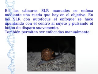 En las cámaras SLR manuales se enfoca
mediante una rueda que hay en el objetivo. En
las SLR con autofocus el enfoque se hace
apuntando con el centro al sujeto y pulsando el
botón de disparo suavemente.
También permiten ser enfocadas manualmente.
 