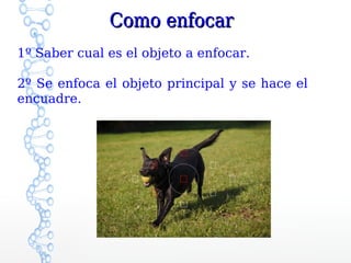Como enfocar
1º Saber cual es el objeto a enfocar.

2º Se enfoca el objeto principal y se hace el
encuadre.
 