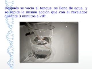 Después se vacía el tanque, se llena de agua y
se repite la misma acción que con el revelador
durante 3 minutos a 20º.
 