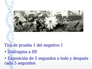 Tira de prueba 1 del negativo 1
• Diafragma a f/8
• Exposición de 5 segundos a todo y después
cada 5 segundos
 