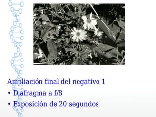 Ampliación final del negativo 1
• Diafragma a f/8
• Exposición de 20 segundos
 