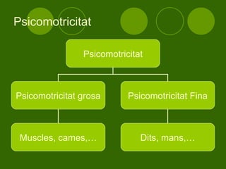 Psicomotricitat Psicomotricitat Psicomotricitat grosa Psicomotricitat Fina Dits, mans,… Muscles, cames,… 