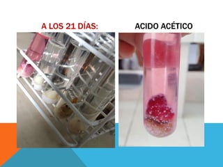 A LOS 21 DÍAS: ACIDO ACÉTICO
 