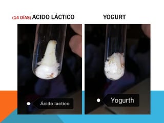 (14 DÍAS) ACIDO LÁCTICO YOGURT
 