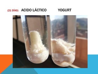 (21 DÍAS) ACIDO LÁCTICO YOGURT
 