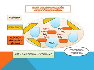 Ca++ PO4
Ca++ PO4
PO4 Ca++
Ca++ PO4
FOSFOCINASA
PROTEINICA
HPT - CALCITONINA – VITAMINA D
 