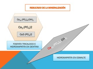 Ca3 (PO4)2
Ca10 (PO4)6 (OH)2
Ca3 (PO4)2
FOSFATO TRICALCICO E
HIDROXIAPATITA EN DENTINA
HIDROXIAPATITA EN ESMALTE
 