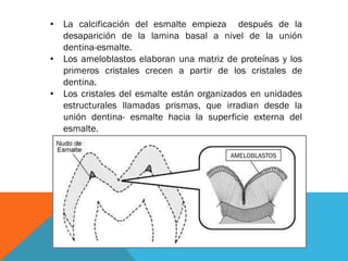 • La calcificación del esmalte empieza después de la
desaparición de la lamina basal a nivel de la unión
dentina-esmalte.
• Los ameloblastos elaboran una matriz de proteínas y los
primeros cristales crecen a partir de los cristales de
dentina.
• Los cristales del esmalte están organizados en unidades
estructurales llamadas prismas, que irradian desde la
unión dentina- esmalte hacia la superficie externa del
esmalte.
AMELOBLASTOS
 