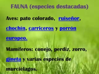 FAUNA (especies destacadas)
Aves: pato colorado, ruiseñor,
chochín, carriceros y porrón
europeo.

Mamíferos: conejo, perdiz, zorro,
gineta y varias especies de
murciélagos.
 