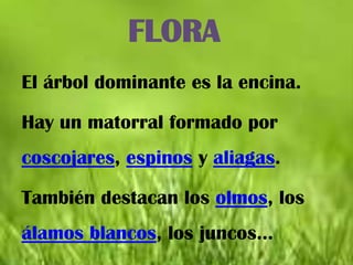 FLORA
El árbol dominante es la encina.

Hay un matorral formado por
coscojares, espinos y aliagas.

También destacan los olmos, los
álamos blancos, los juncos...
 