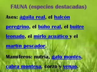 FAUNA (especies destacadas)
Aves: águila real, el halcón
peregrino, el búho real, el buitre
leonado, el mirlo acuático y el
martín pescador.

Mamíferos: nutria, gato montés,
cabra montesa, corzo y venao.
 