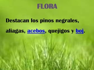 FLORA
Destacan los pinos negrales,
aliagas, acebos, quejigos y boj.
 