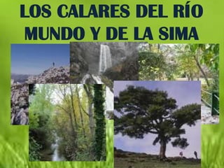 LOS CALARES DEL RÍO
MUNDO Y DE LA SIMA
 
