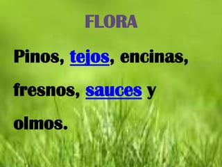FLORA
Pinos, tejos, encinas,
fresnos, sauces y
olmos.
 