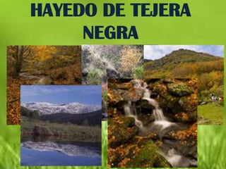HAYEDO DE TEJERA
     NEGRA
 