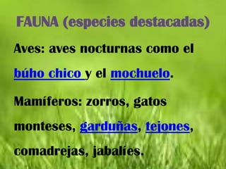 FAUNA (especies destacadas)
Aves: aves nocturnas como el
búho chico y el mochuelo.

Mamíferos: zorros, gatos
monteses, garduñas, tejones,
comadrejas, jabalíes.
 
