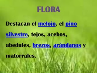FLORA
Destacan el melojo, el pino
silvestre, tejos, acebos,
abedules, brezos, arándanos y
matorrales.
 