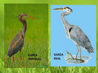 GARZA      GARZA
IMPERIAL   REAL
 