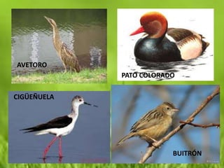 AVETORO
             PATO COLORADO

CIGÜEÑUELA




                         BUITRÓN
 