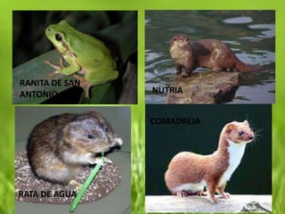 RANITA DE SAN
ANTONIO         NUTRIA


                COMADREJA




RATA DE AGUA
 