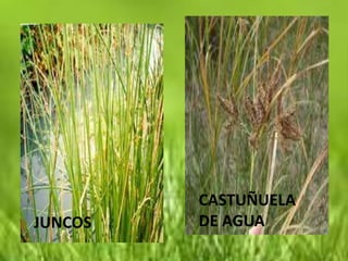 CASTUÑUELA
JUNCOS   DE AGUA
 