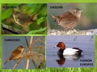 RUISEÑOR    CHOCHÍN




CARRICERO




                      PORRÓN
                      EUROPEO
 