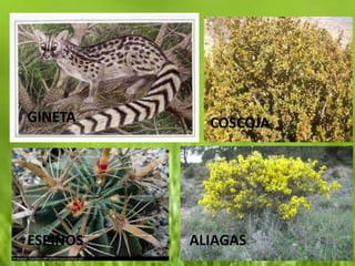 GINETA      COSCOJA




ESPINOS   ALIAGAS
 