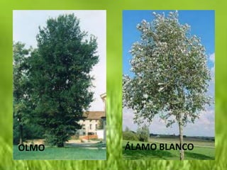 OLMO   ÁLAMO BLANCO
 