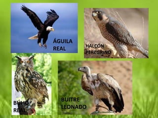 ÁGUILA
                HALCÓN
       REAL
                PEREGRINO




         BUITRE
BÚHO
         LEONADO
REAL
 