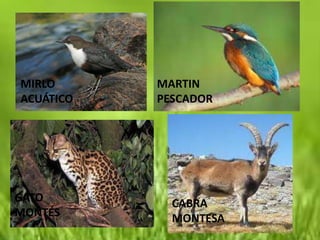 MIRLO      MARTIN
ACUÁTICO   PESCADOR




GATO         CABRA
MONTÉS       MONTESA
 