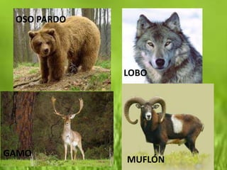 OSO PARDO




             LOBO




GAMO
             MUFLÓN
 