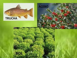 ACEBO


TRUCHA




     BOJ
 