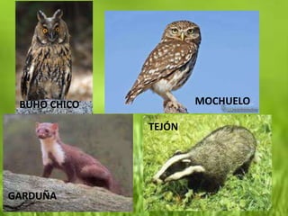 BÚHO CHICO           MOCHUELO

              TEJÓN




GARDUÑA
 