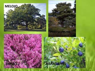 MELOJO




          PINO SILVESTRE




BREZO    ARÁNDANOS
 