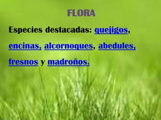 FLORA
Especies destacadas: quejigos,
encinas, alcornoques, abedules,
fresnos y madroños.
 