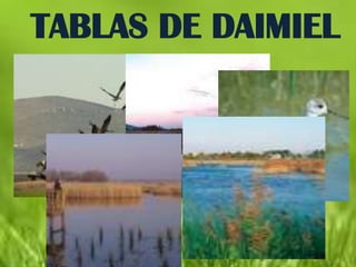 TABLAS DE DAIMIEL
 
