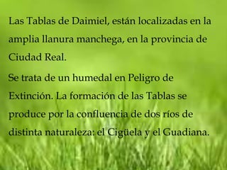 Las Tablas de Daimiel, están localizadas en la
amplia llanura manchega, en la provincia de
Ciudad Real.

Se trata de un humedal en Peligro de
Extinción. La formación de las Tablas se
produce por la confluencia de dos ríos de
distinta naturaleza: el Cigüela y el Guadiana.
 