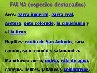 FAUNA (especies destacadas)
Aves: garza imperial, garza real,
avetoro, pato colorado, la cigüeñuela y
el buitrón.

Reptiles: ranita de San Antonio, rana
común, sapo común y salamandra.

Mamíferos: zorro, nutria, rata de agua,
conejos, liebres, jabalíes y comadrejas.
 