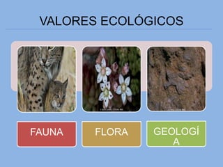VALORES ECOLÓGICOS
FAUNA FLORA GEOLOGÍ
A
 