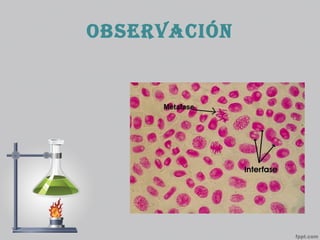 observación
 